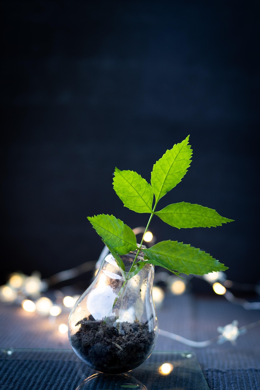 plant, lightbulb, recycled, broken lightbulb, lights, design, innovation, leaves, nature, recycle, recycling